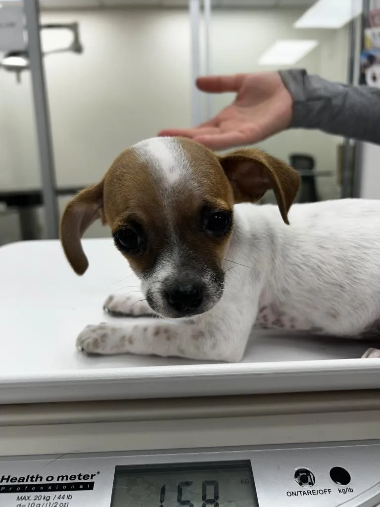 A baby small-sized female Mixed Breed dog named Vesper for adoption in Thousand Oaks, CA