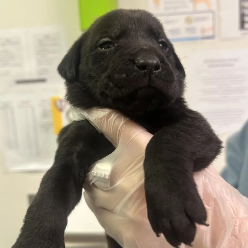 Jack Abbot thumbnail 2