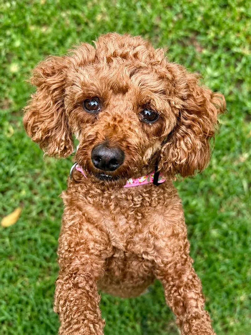 An adult small-sized female Poodle dog named Mindy for adoption in Lee's Summit, MO