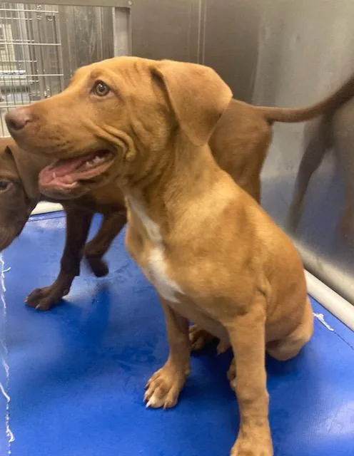 A baby large-sized male Labrador Retriever dog named Eardwolf for adoption in Dallas, TX