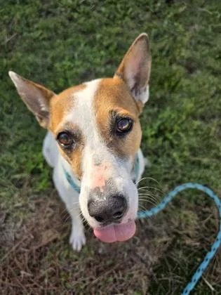 An adult medium-sized female Mixed Breed dog named Babsy for adoption in Savannah, GA