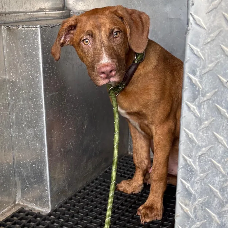 A young medium-sized male Brown / Chocolate Retriever dog named Bennett for adoption in Birmingham, AL