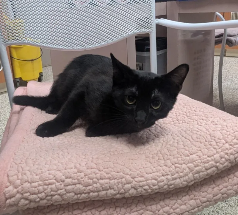 A baby small-sized male Domestic Short Hair cat named Agent K for adoption in Little Rock, AR