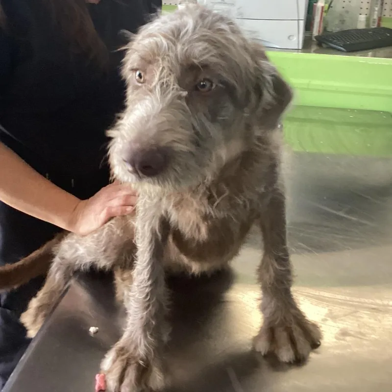 A baby medium-sized female Brown / Chocolate Wirehaired Terrier dog named Wilma Waggins for adoption in Montgomery, AL