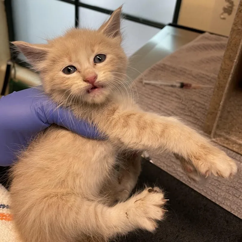 A baby small-sized male Orange / Red Domestic Short Hair cat named Green Collar for adoption in Pasadena, CA