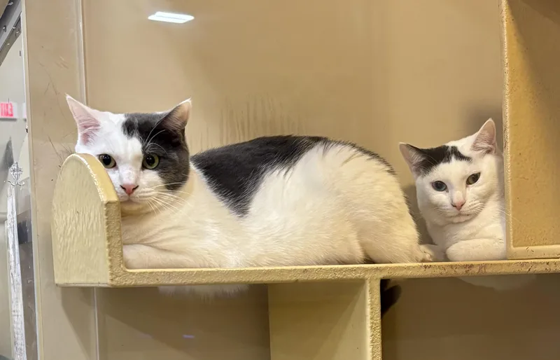 Bodhi And Turtle thumbnail 3