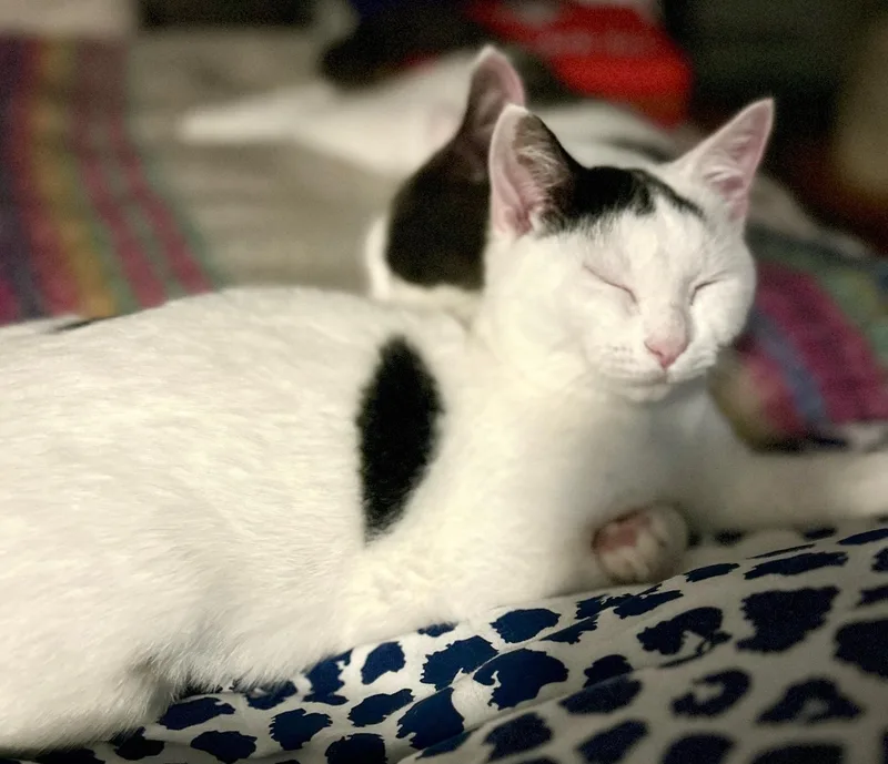 Bodhi And Turtle thumbnail 4