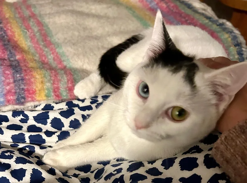 Bodhi And Turtle thumbnail 5