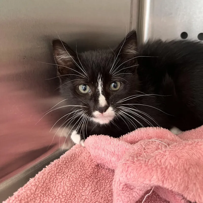 A baby small-sized male Black Domestic Short Hair cat named Scrabble for adoption in Washburn, MO