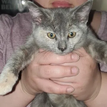 Princess Purrsalot