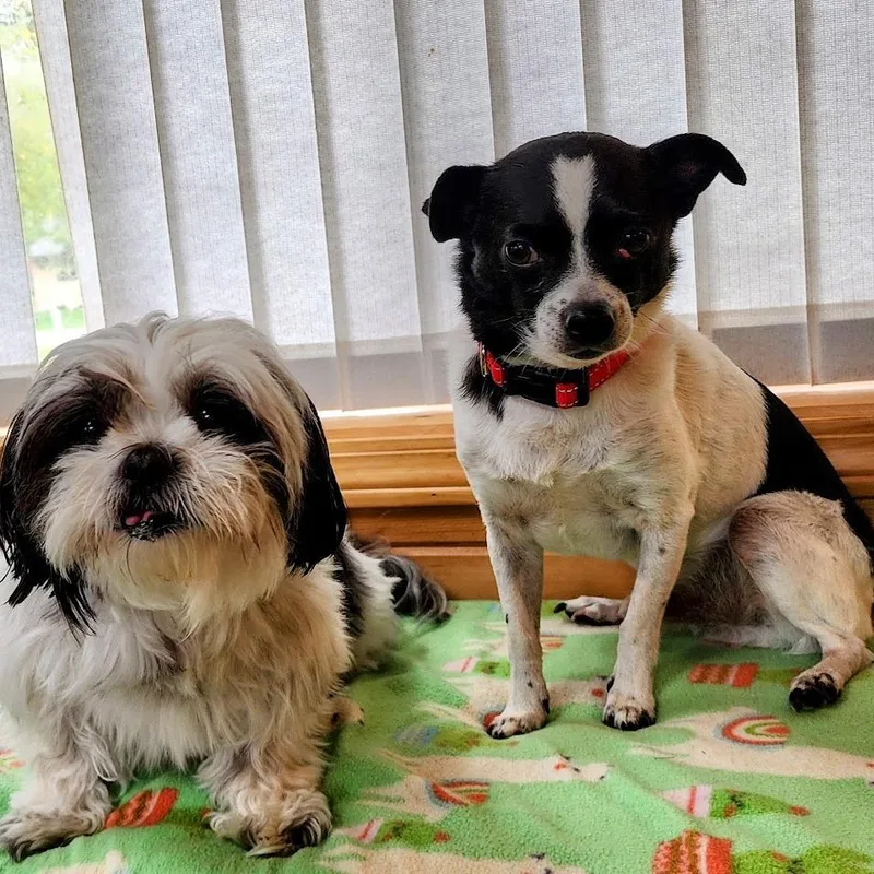 A senior small-sized male White / Cream Chihuahua dog named Lil Chuck D for adoption in Princeton, MN