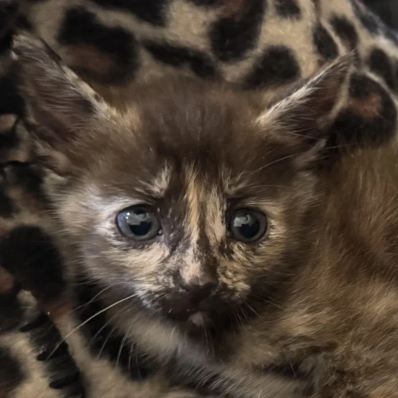 A baby small-sized female Domestic Short Hair cat named Myst [and Riven] for adoption in Santa Fe, NM