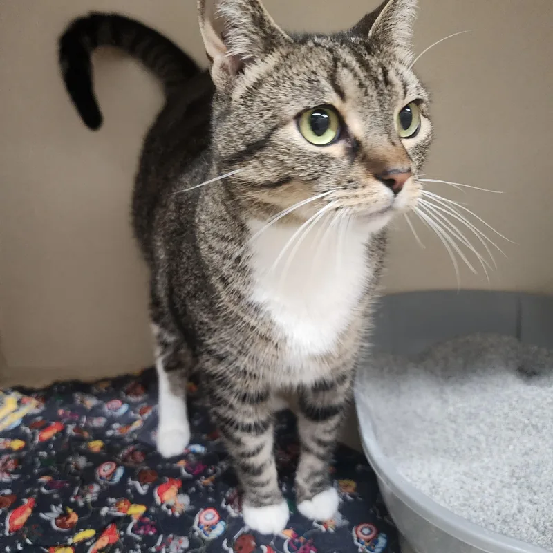 Pooh Bear thumbnail 2