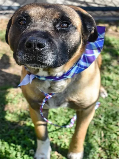 An adult large-sized male Belgian Shepherd / Malinois dog named Motley for adoption in Tulsa, OK