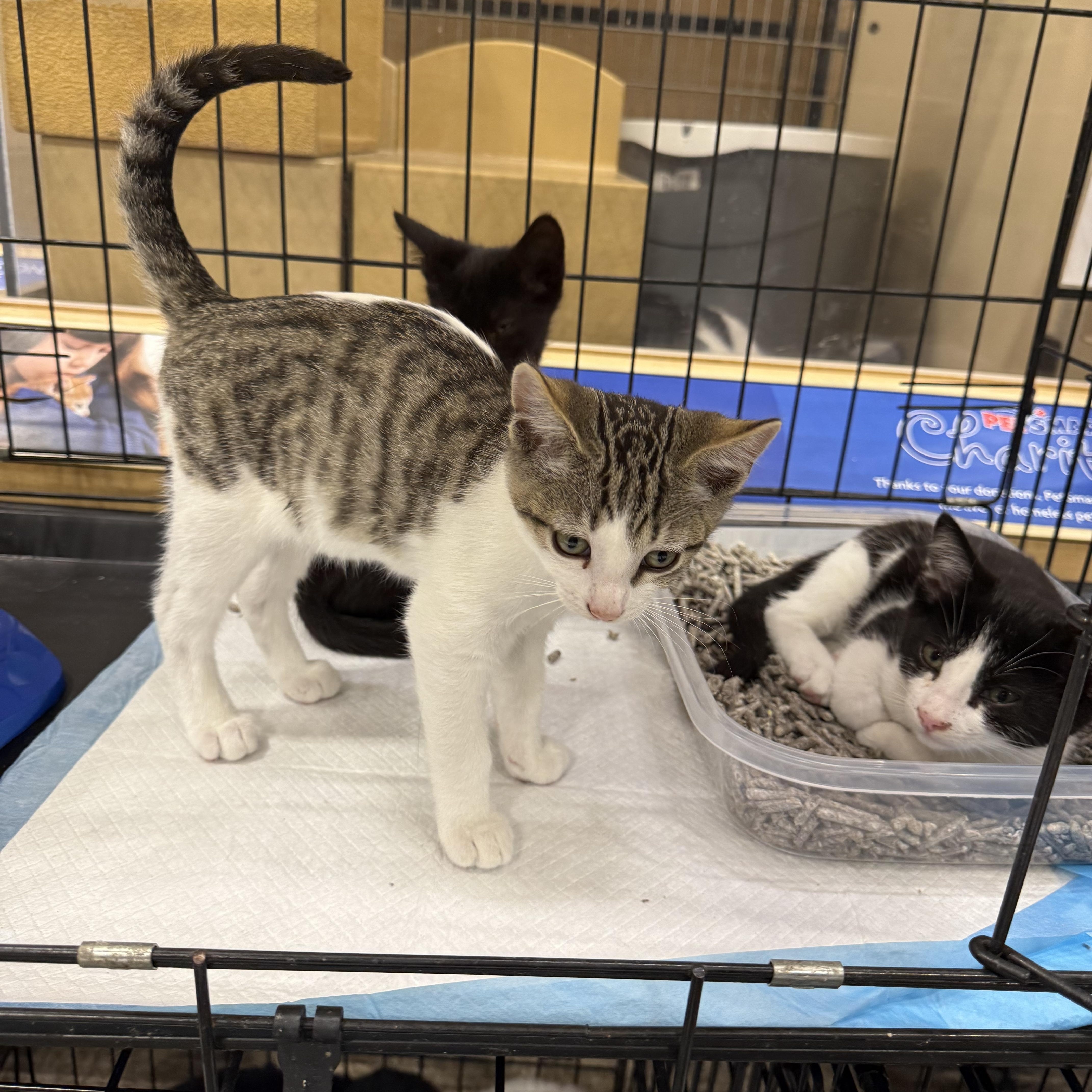 A baby medium-sized male Tabby (Buff / Tan / Fawn) Tabby cat named Skype for adoption in Fresno, CA