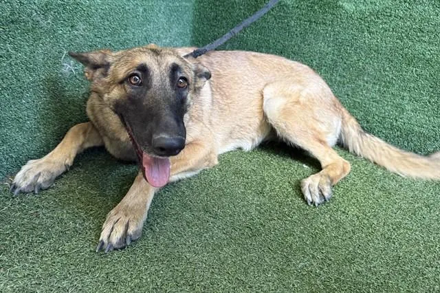 A young large-sized female Belgian Shepherd / Malinois dog named Vera for adoption in Lancaster, CA