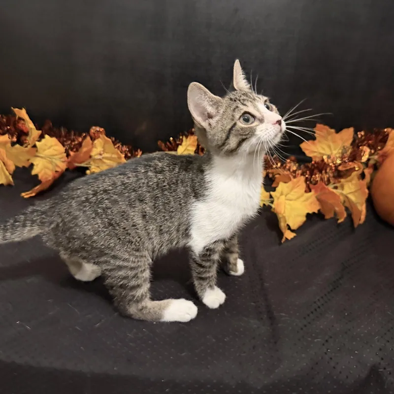 A baby small-sized female Tabby cat named Meme for adoption in Fayetteville, GA