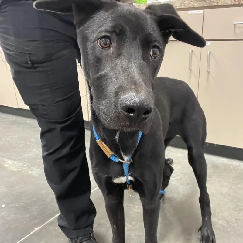 A young medium-sized female Black Mixed Breed dog named Baylen for adoption in Dickinson, TX