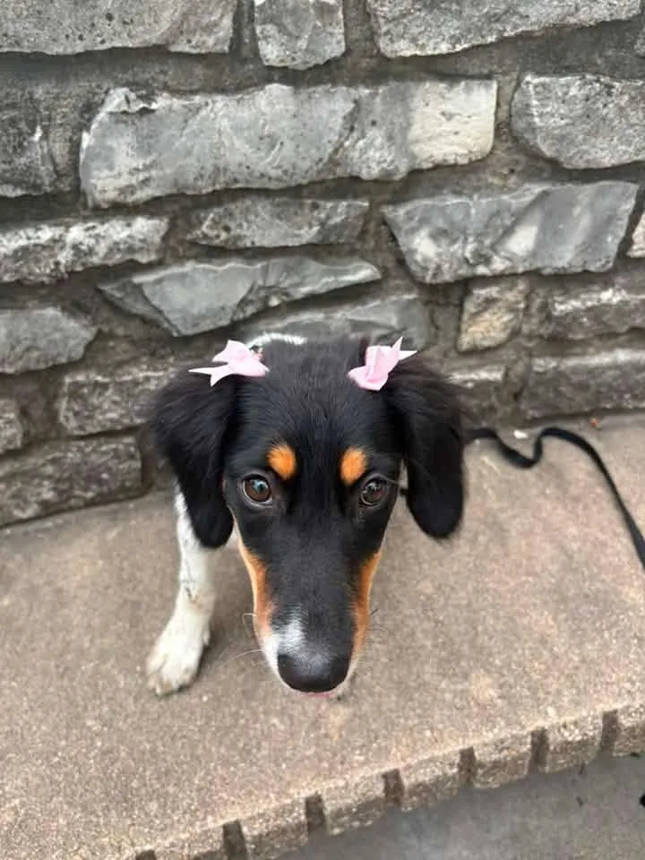 A baby medium-sized female Black Australian Shepherd dog named Tessa for adoption in Manhattan, KS