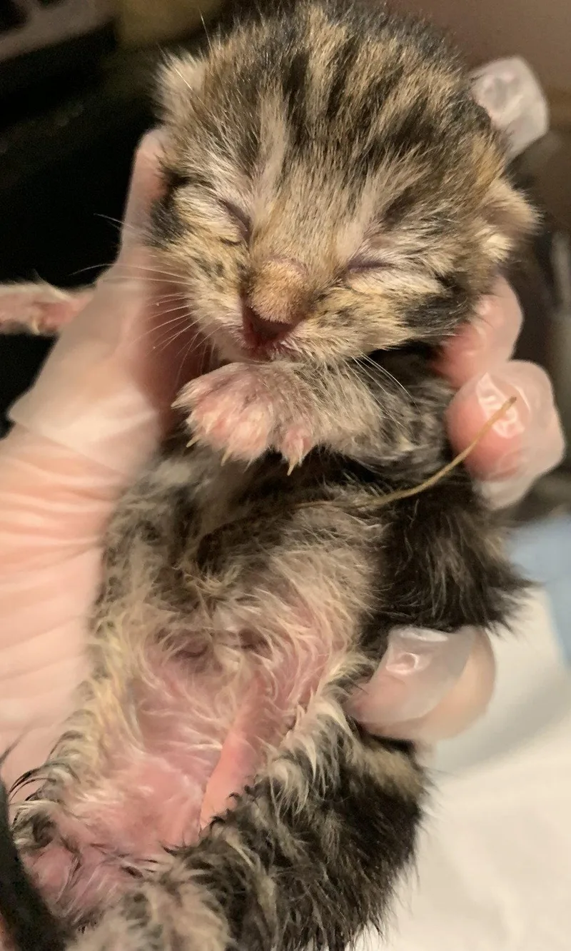 A baby medium-sized male Domestic Short Hair cat named Onyx  Willow Grove for adoption in Greenville, DE