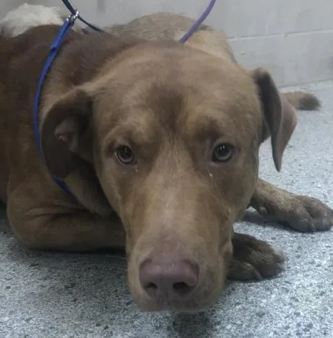 A young medium-sized male Labrador Retriever dog named A for adoption in Conroe, TX