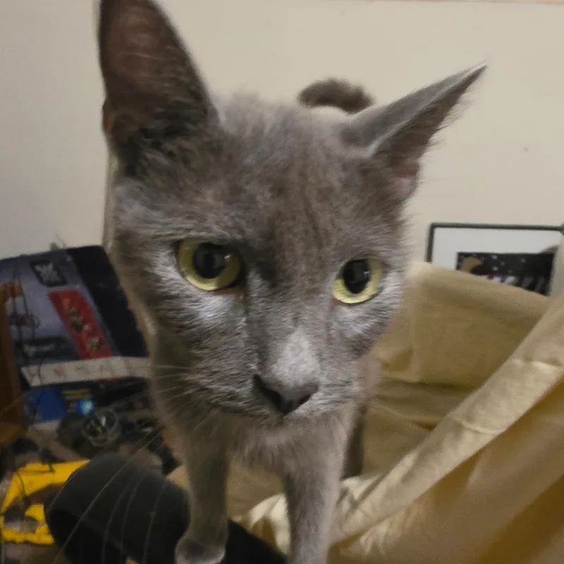 An adult medium-sized female Domestic Short Hair cat named Blue for adoption in Melrose, FL