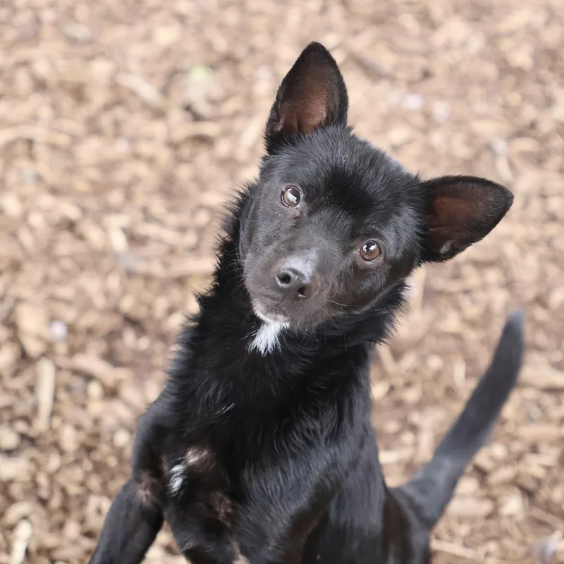 A young small-sized male Black Chihuahua dog named Dutton for adoption in Briarcliff Manor, NY