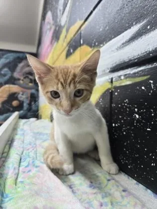 A baby small-sized male Domestic Short Hair cat named Corn Cob for adoption in Savannah, GA