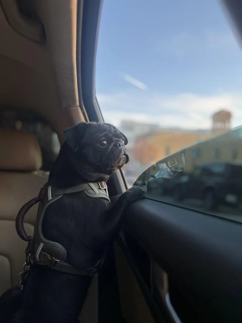 A young medium-sized male Pug dog named Mac for adoption in Pelham, MA