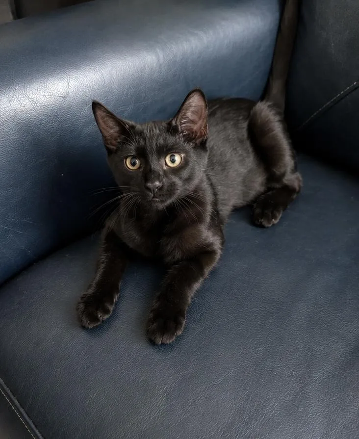 A baby small-sized male Black Domestic Short Hair cat named Tracker for adoption in Hudson, NH