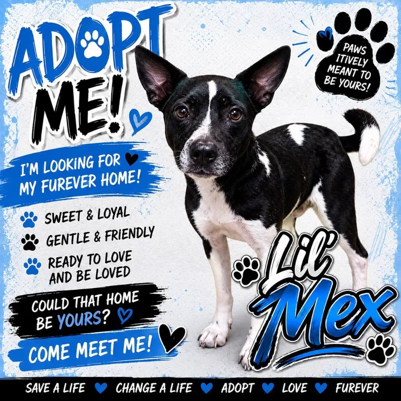 An adult medium-sized male Black Mixed Breed dog named Lil Mex for adoption in Shelbyville, TN