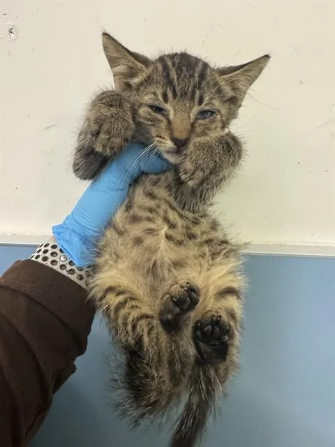 A baby small-sized male Domestic Short Hair cat named Brook for adoption in Miami, FL