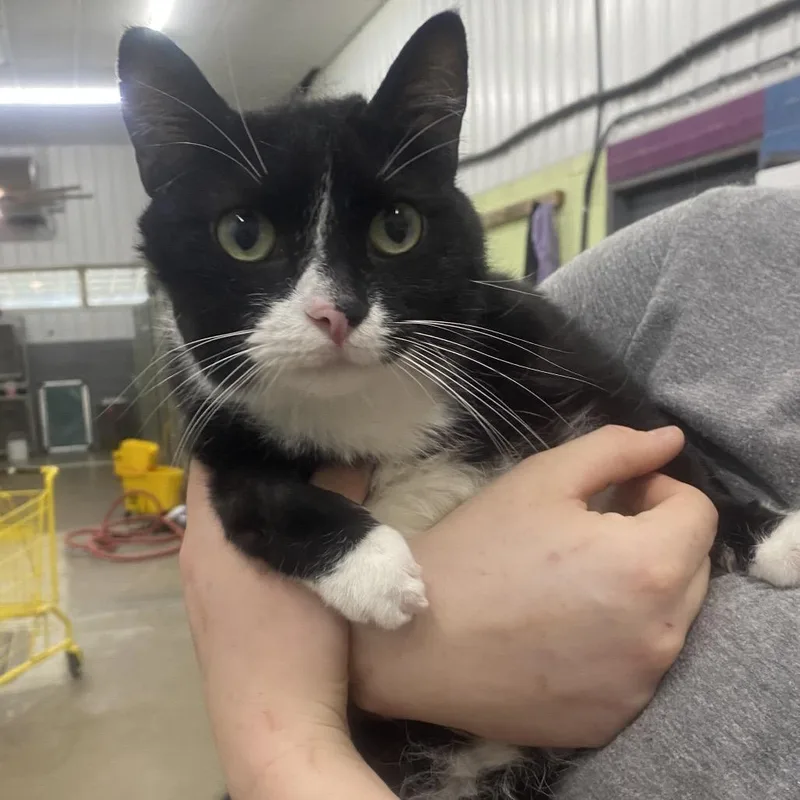 An adult small-sized male Black Domestic Long Hair cat named Baxter for adoption in Corbin, KY