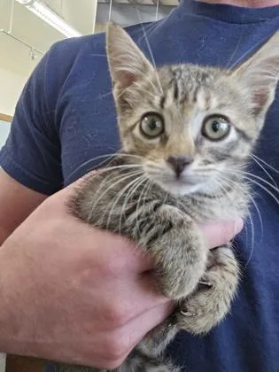 A baby small-sized female Domestic Short Hair cat named Felina for adoption in New Orleans, LA