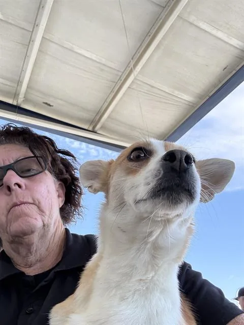 A young small-sized male Chihuahua dog named Monty for adoption in Bakersfield, CA