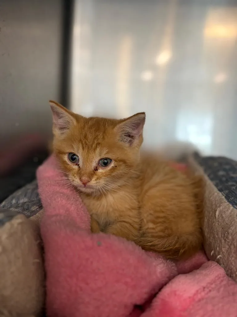 A baby medium-sized male Domestic Medium Hair cat named Norm for adoption in Portland, IN