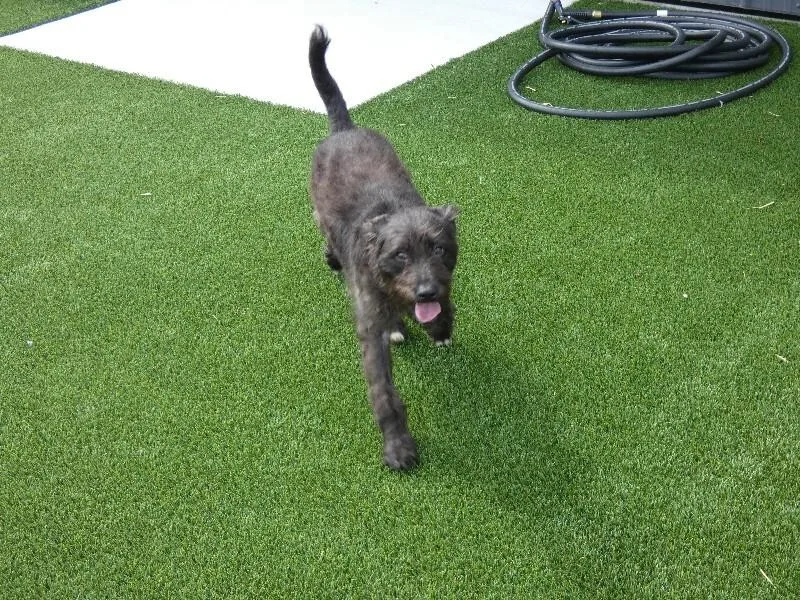 A young medium-sized female Black Schnauzer dog named Nori for adoption in bellefontaine, OH