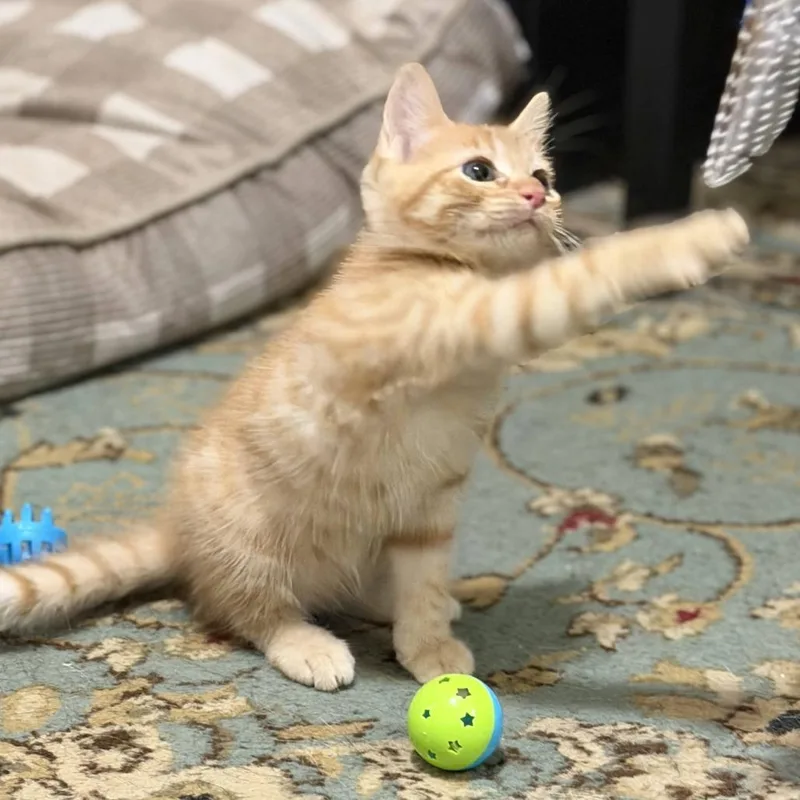 A baby small-sized male Orange / Red Domestic Short Hair cat named Jackson Five for adoption in Austin, TX