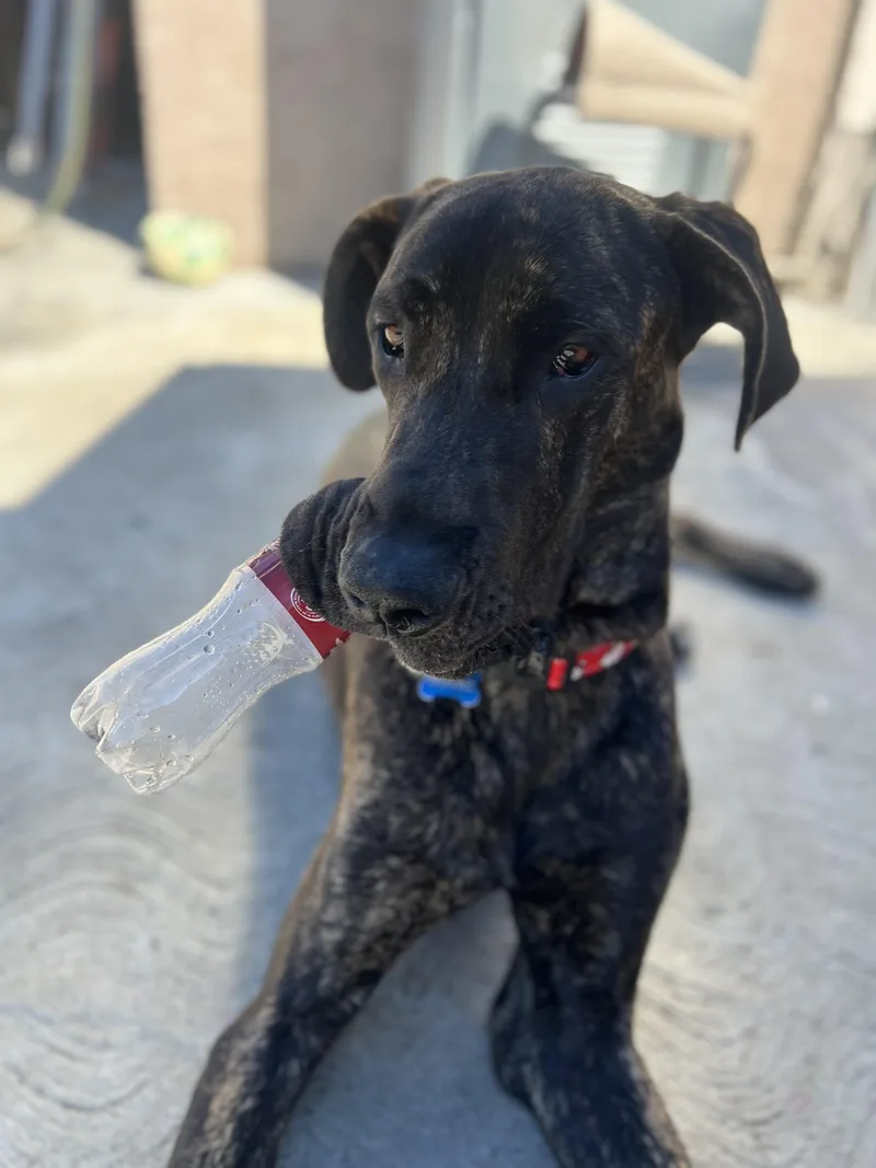 A young extra large-sized male Brindle Great Dane dog named Capone for adoption in Long Beach, CA