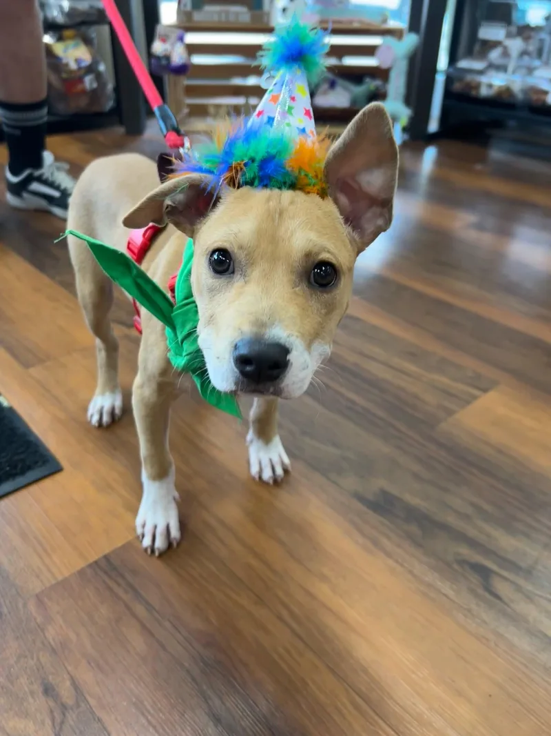 A baby medium-sized male Mixed Breed dog named Kenji for adoption in Pittsburgh, PA