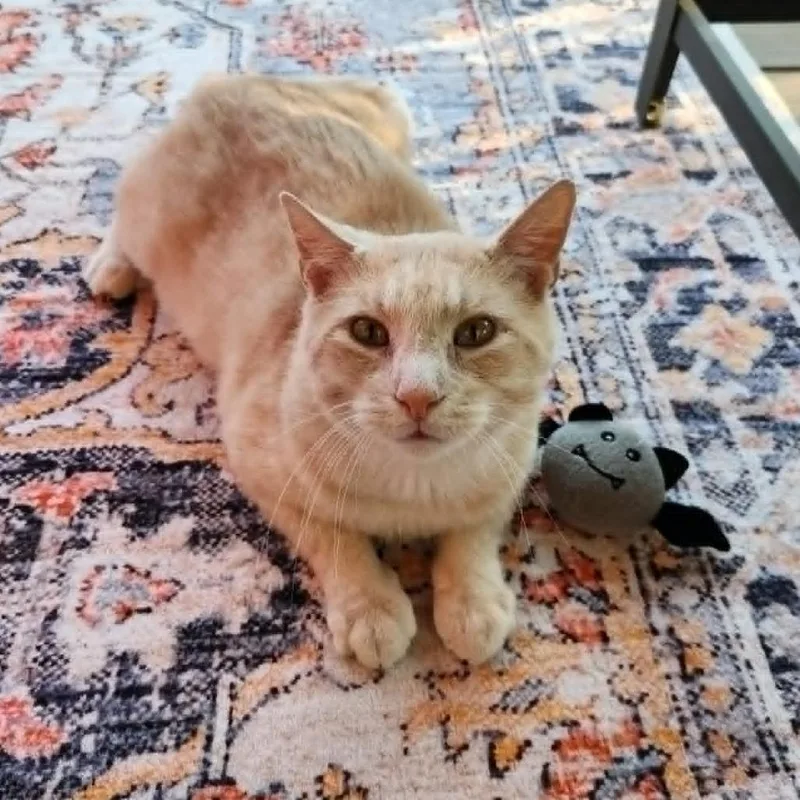 Sammy