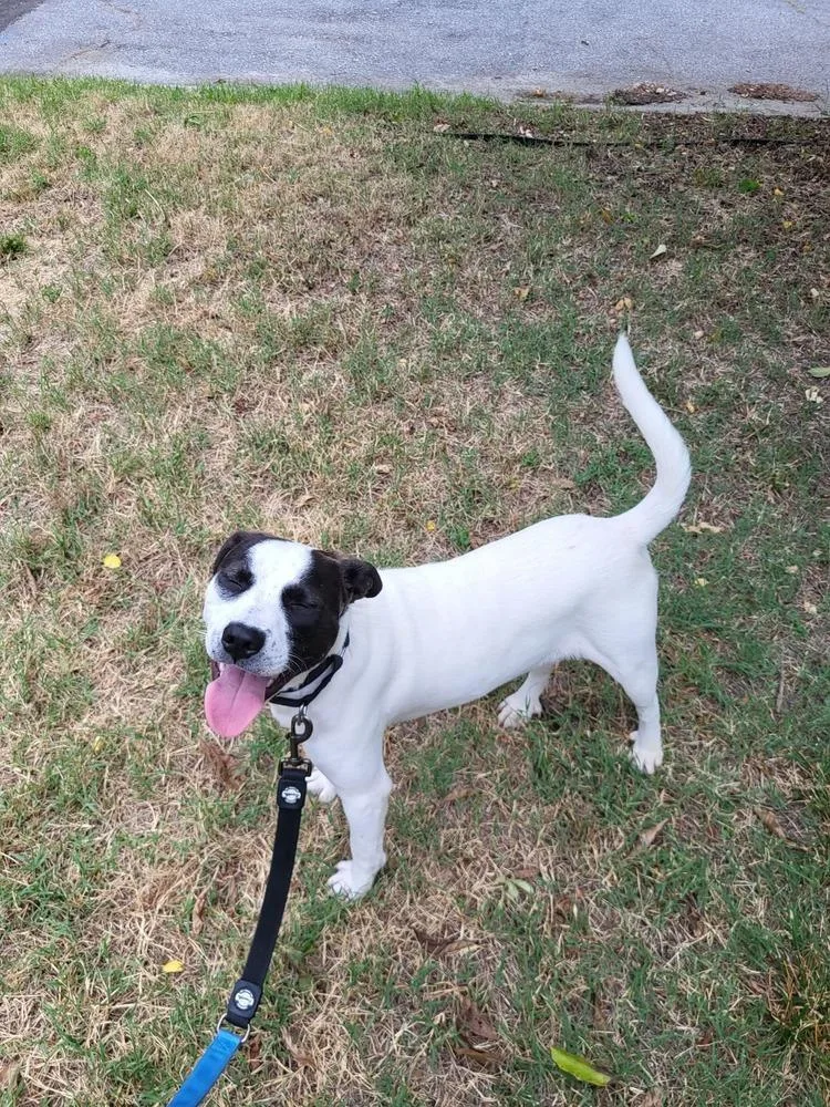 An adult medium-sized male Tricolor (Brown, Black, & White) Boston Terrier dog named Isaiah for adoption in Pottstown, PA