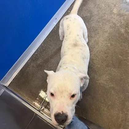 A young large-sized male White / Cream Mixed Breed dog named Ollie for adoption in Fernandina Beach, FL