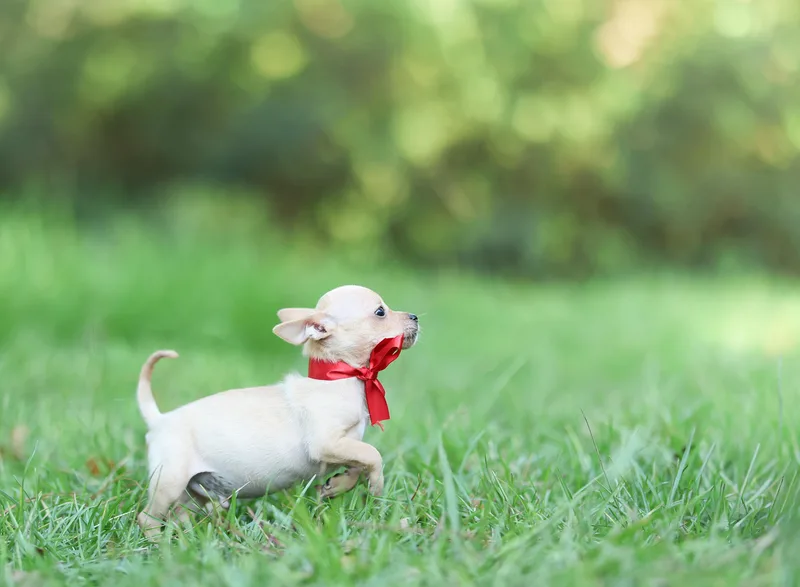 A baby small-sized male Chihuahua dog named Bentley for adoption in Lucedale, MS