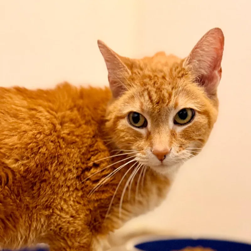 A senior medium-sized male Orange / Red Domestic Short Hair cat named Paulywog for adoption in Green Bay, WI