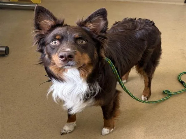 An adult medium-sized male Australian Shepherd dog named Jake for adoption in Derwood, MD