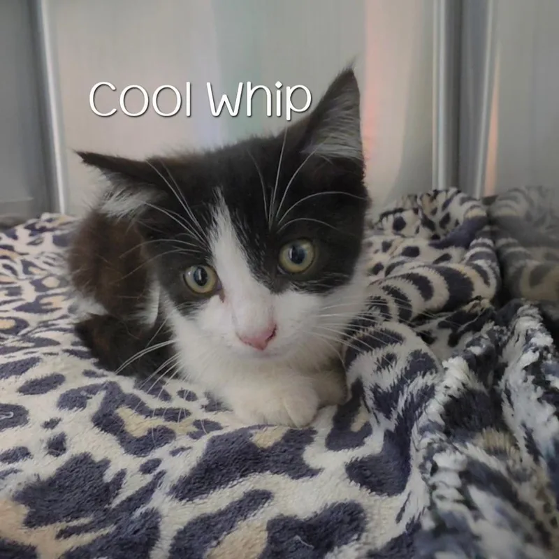 A baby small-sized male Black Domestic Short Hair cat named Cool Whip for adoption in Parkersburg, WV