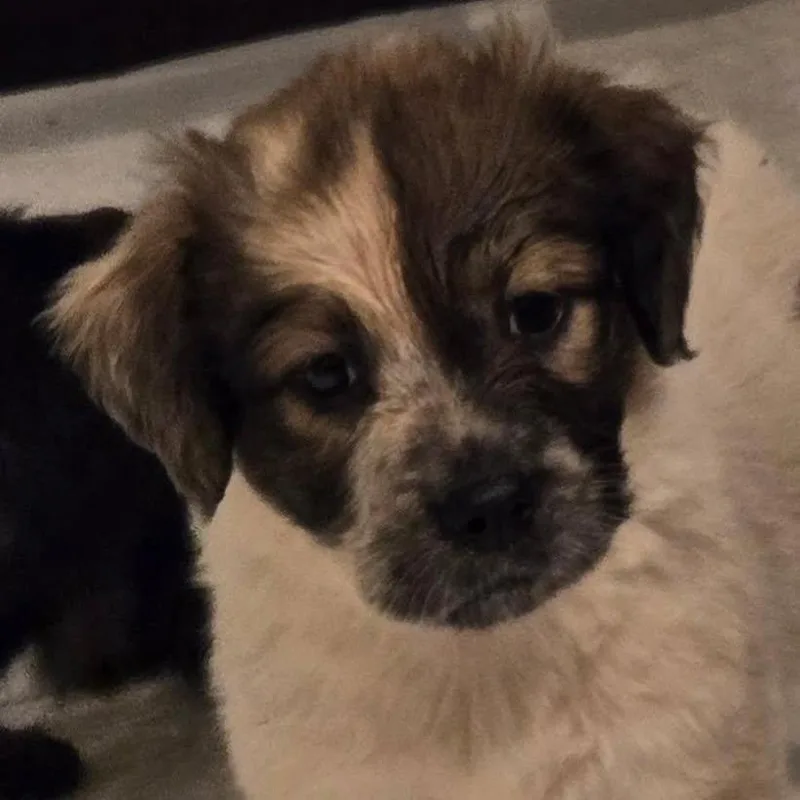 A baby medium-sized male Australian Shepherd dog named Jelly Roll for adoption in Floresville, TX