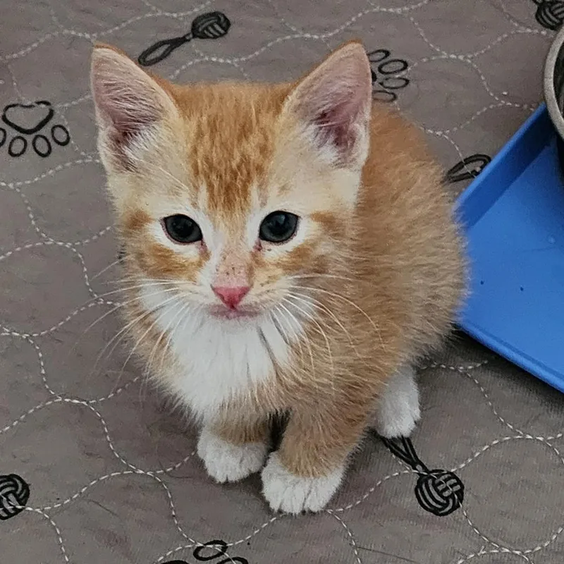 A baby medium-sized male Orange & White Domestic Short Hair cat named Einstein for adoption in Graham, WA