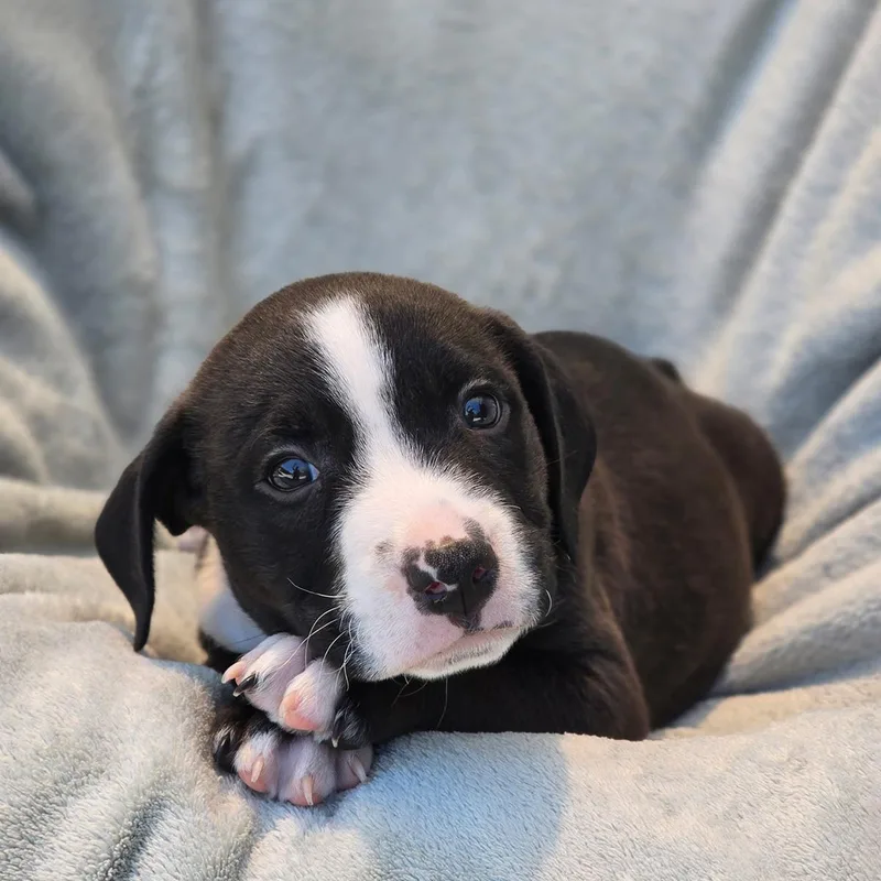 A baby large-sized male Terrier dog named Fiesta Pup  Churros for adoption in San Diego, CA